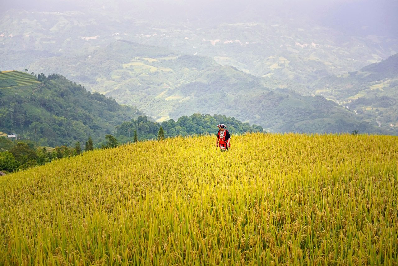 Indonesia Peringkat 4 Produsen Beras, Petani Semakin Jaya!