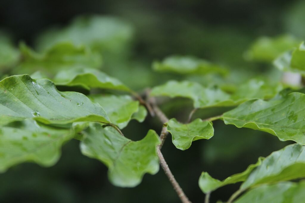 Konsumsi Stevia