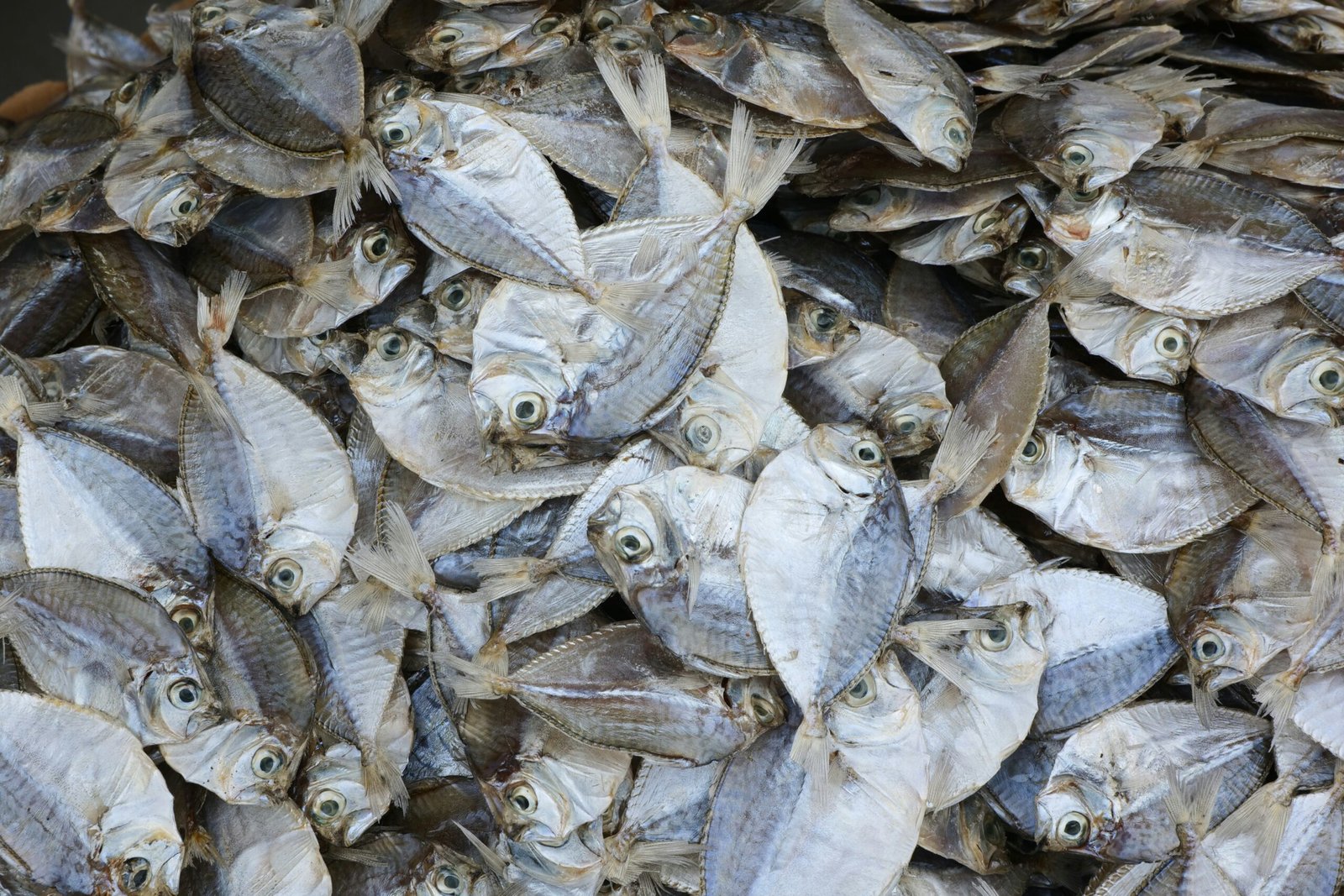 Konsumsi Ikan Kecil Bisa Buat Hidup Jadi Lebih Lama