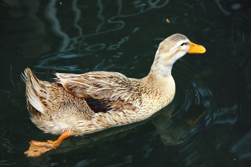 Fenomena Duck Syndrome