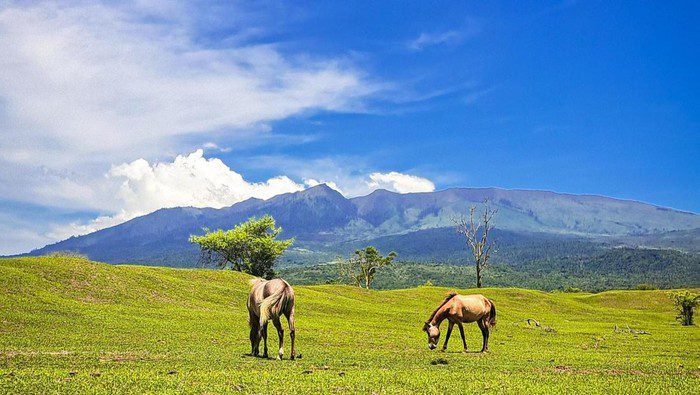 Hutan Lereng Gunung Tambora Dibabat, Sumber Air dan Kebun Kopi Terancam Hilang