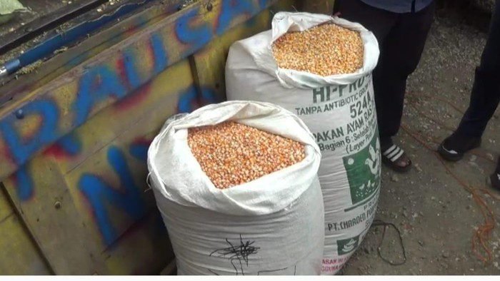 52.400 Ton Jagung Disalurkan ke Peternak, Harga Stabil