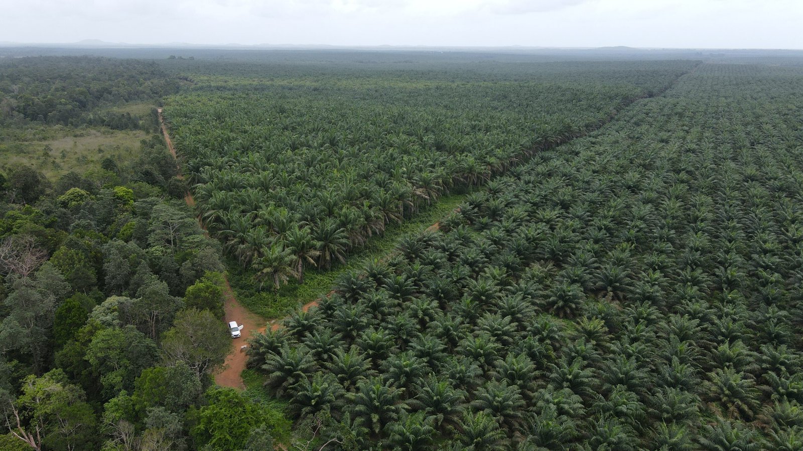 Perusahaan di Malaysia Sulap Lahan Sawit Jadi Industri Data