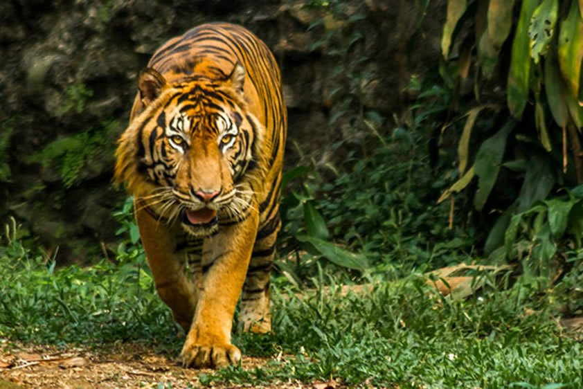 Akui Harimau Viral Miliknya, Pramono: Mungkin Kangen Saya