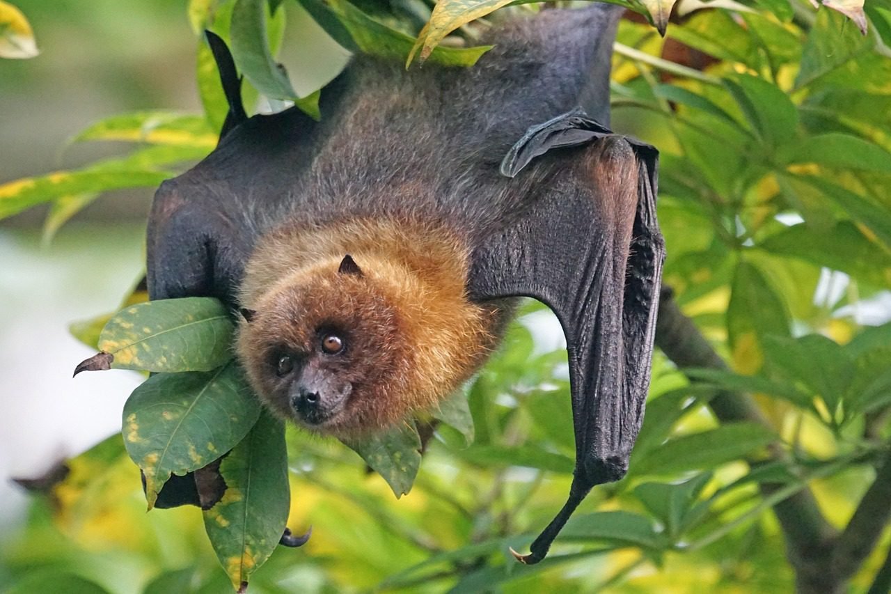 Ini Kunci Agar Indonesia Siap Hadapi Potensi Ancaman Virus Nipah