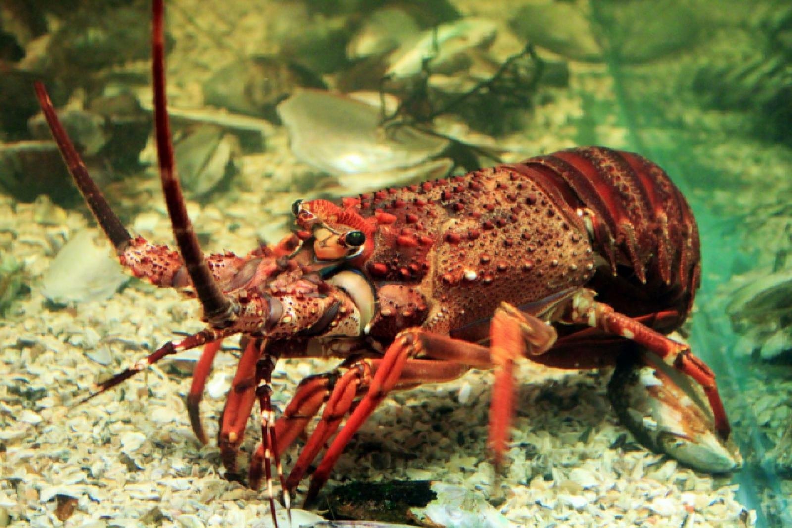 Studi Ungkap Lobster Mampu Merasakan Nyeri, Ilmuwan Serukan Larangan Memasak dalam Keadaan Hidup