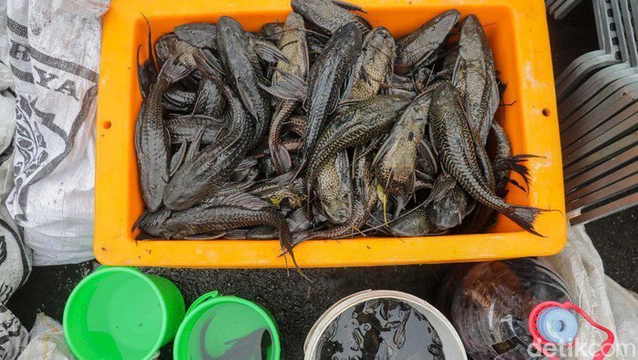 Ikan Sapu Sapu Perlu Dimusnahkan? Ini Alasannya