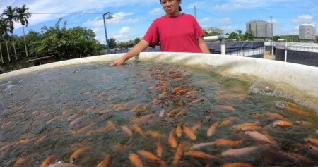 Didorong Program MBG, Pembudidaya Ikan Kian Optimistis karena Hasil Panen Terserap Pasar